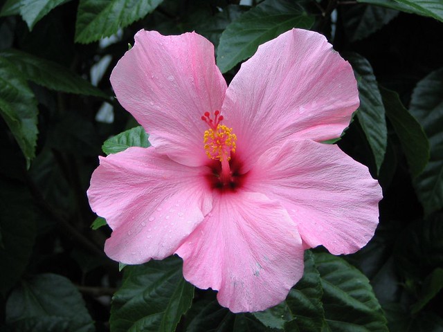 Fiore con petali tendenti al fucsia e sporgenza al centro