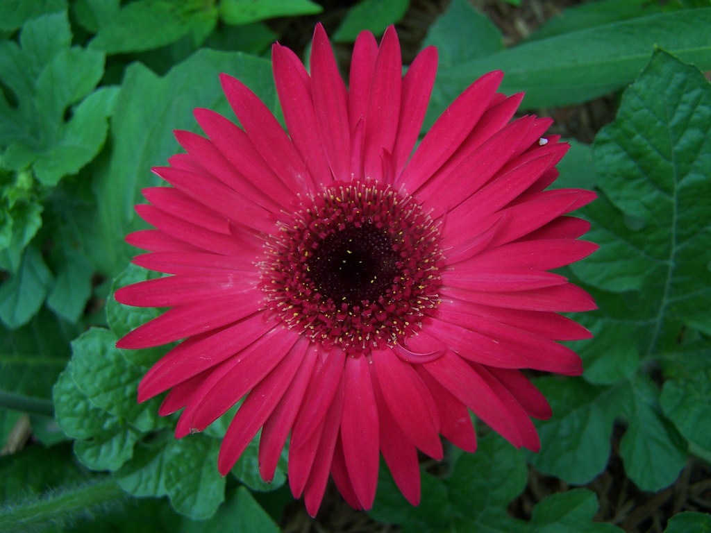 Fiore con tantissimi petali bordeaux molto sottili e allungati