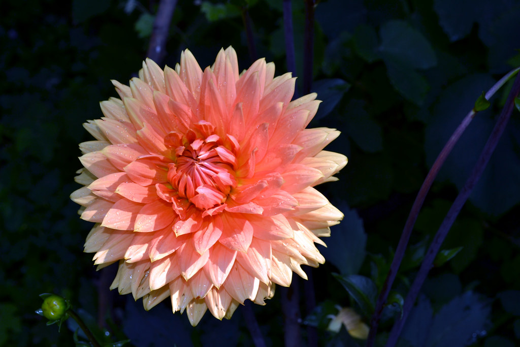 Fiore con tantissimi petali che sembra una meringa