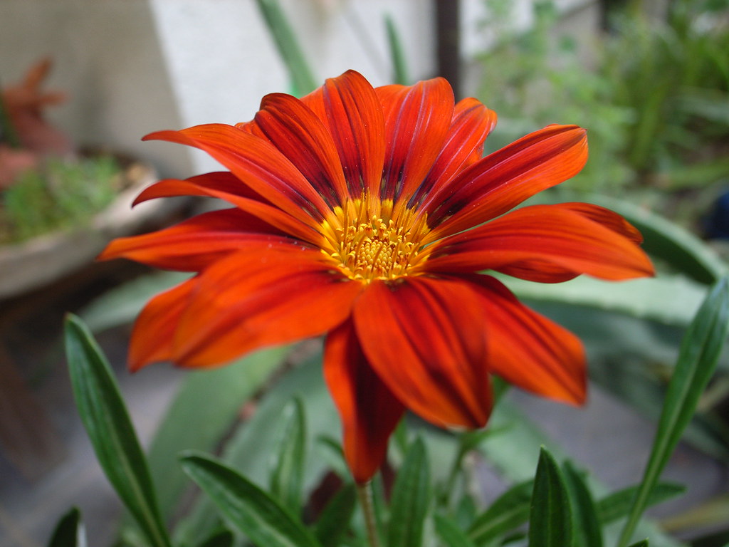 Fiore dai petali arancioni tendenti al rosso