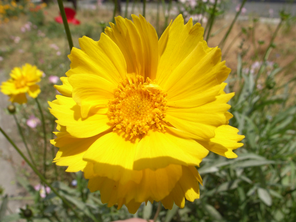 Fiore di un giallo molto intenso