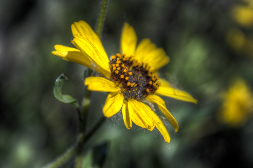 Fiore giallo comune che risalta nel prato