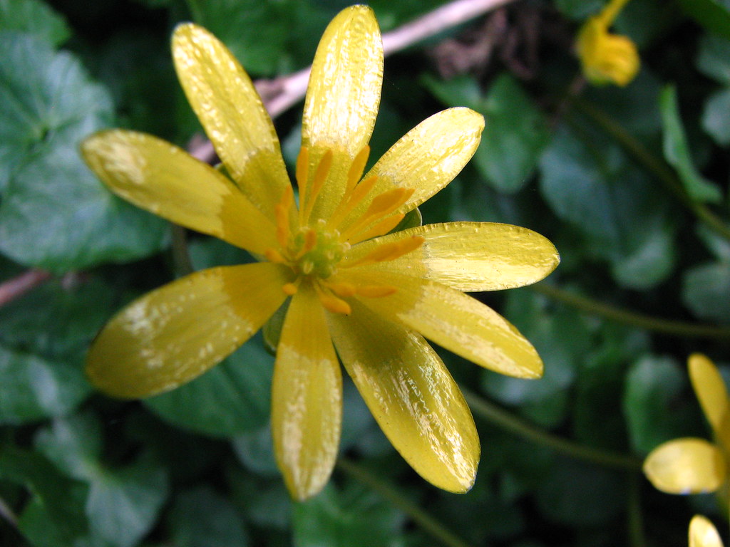 Fiore giallo con petali lunghi