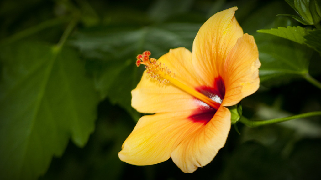 Fiore giallo con protuberanza centrale