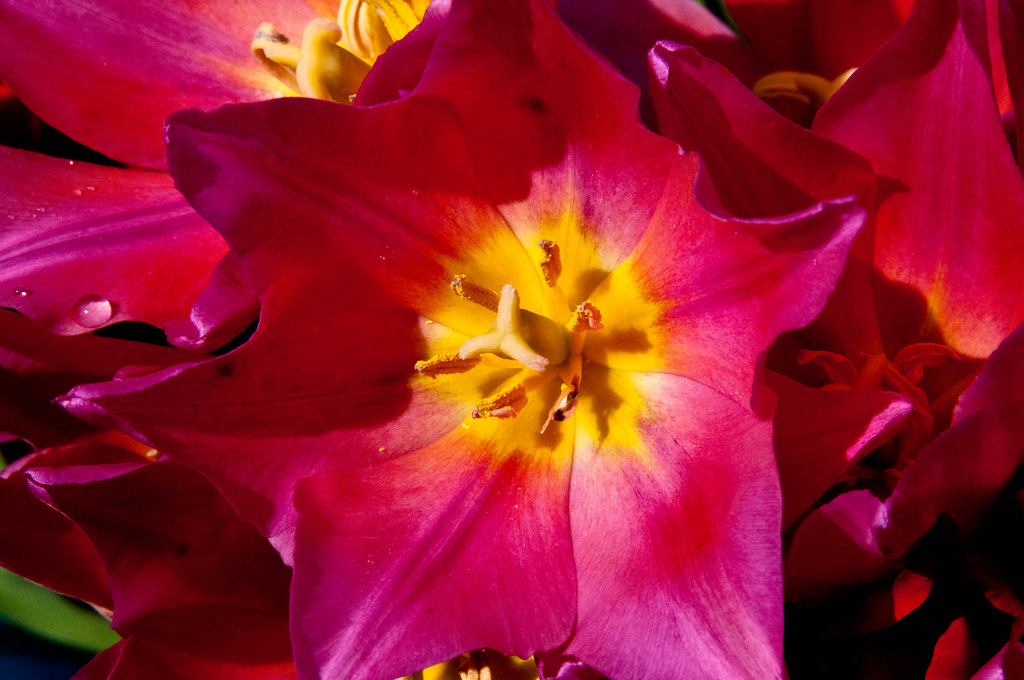 Fiore ravvicinato con petali sul rosso con centro sul giallo