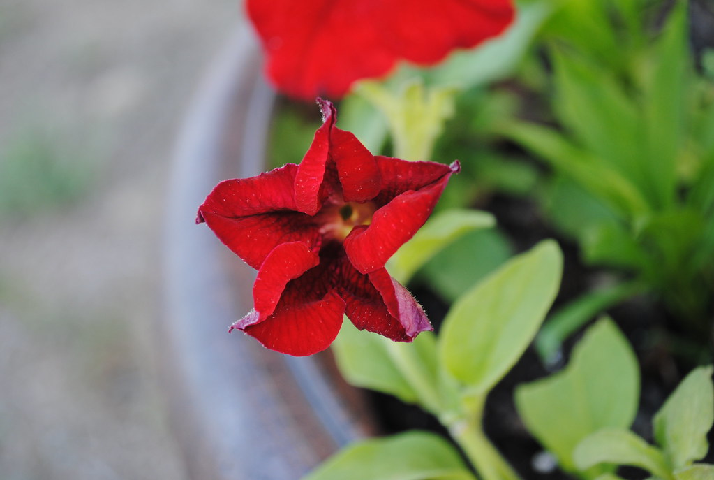 Fiore rosso dalla disposizione dei petali insolita