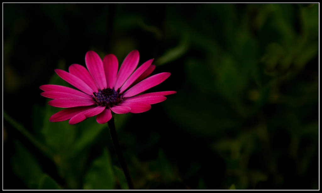 Fiore rosso in prato verde scuro molto buio