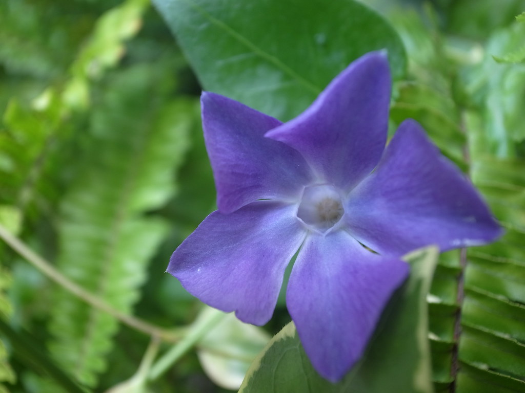 Fiore viola con sfondo di foglie verdi rigogliose