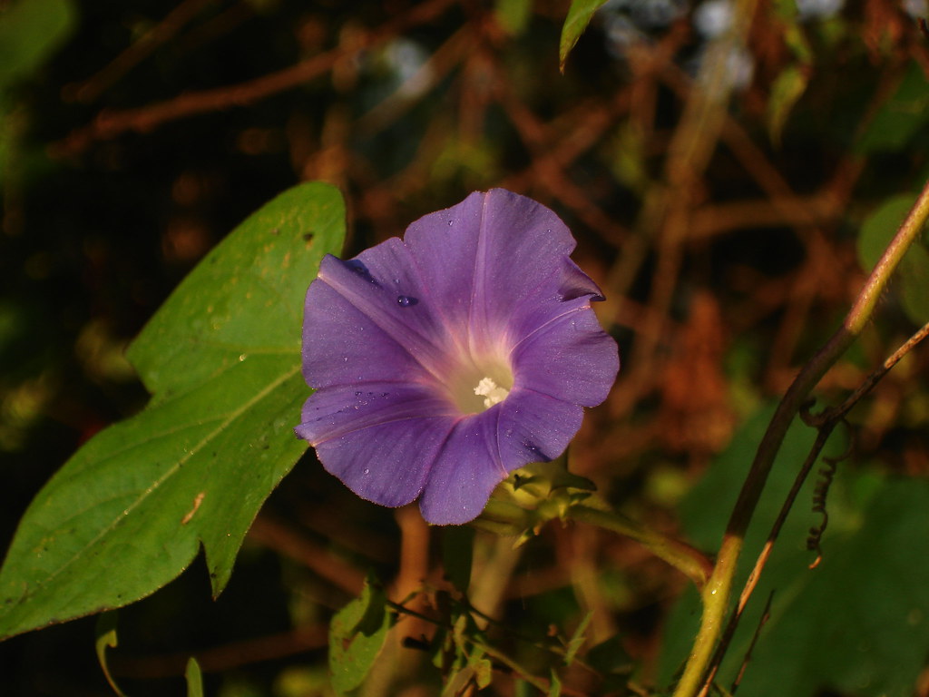 Fiore viola di forma circolare