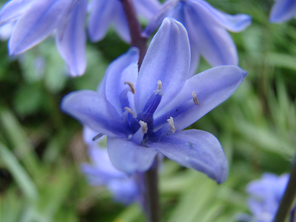 Fiore viola molto carino