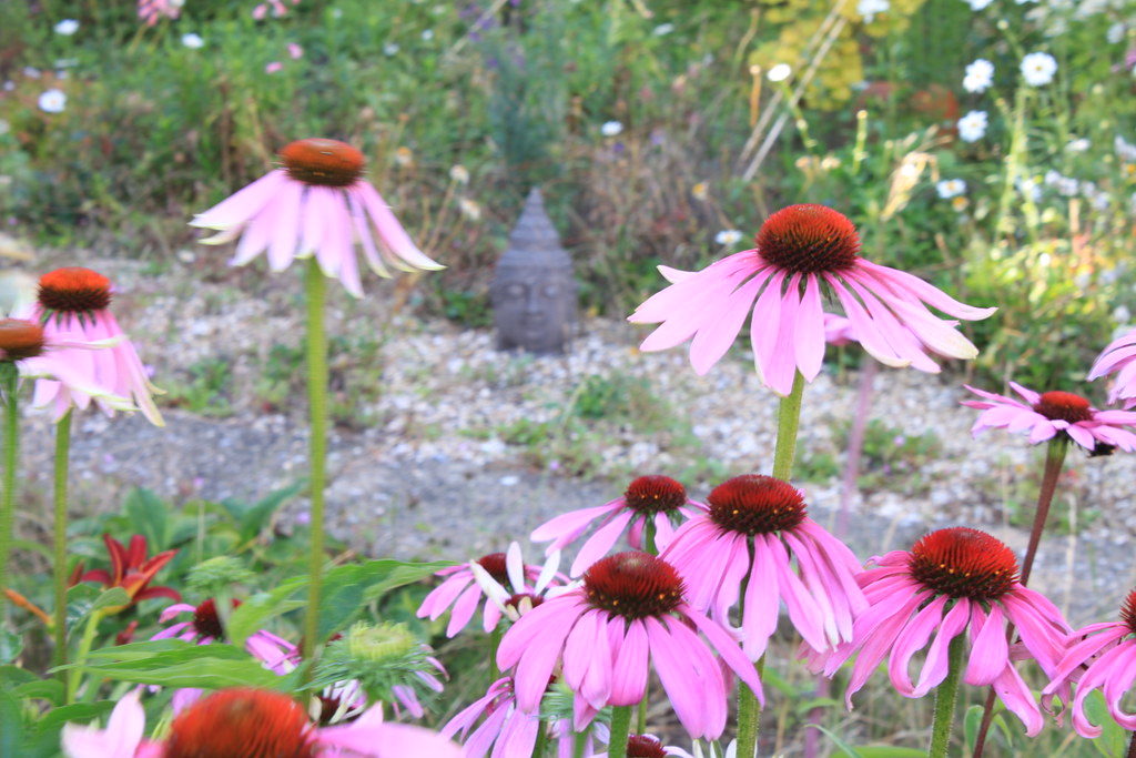 Fiorellini rosa con parte centrale marroncina