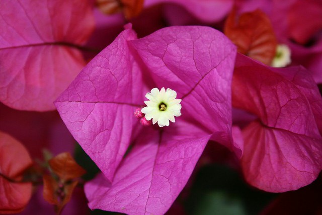 Fiorellino bianco in mezzo a larghe foglie fucsia