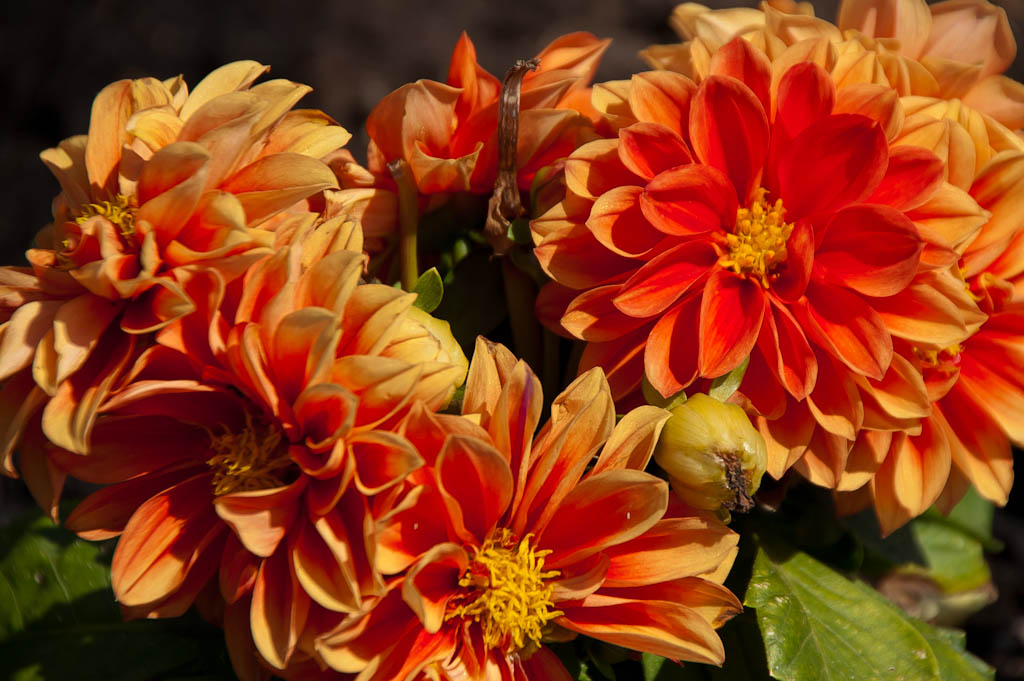 Fiori arancioni con petali che appaiono molto carnosi