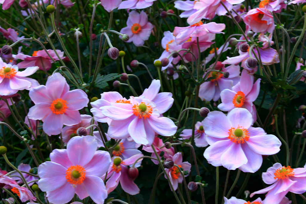 Fiori belli nel prato in grande quantità