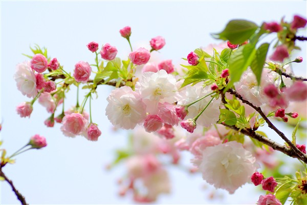 Fiori bellissimi tra cui dolci fiori di ciliegio su sfondo bianco