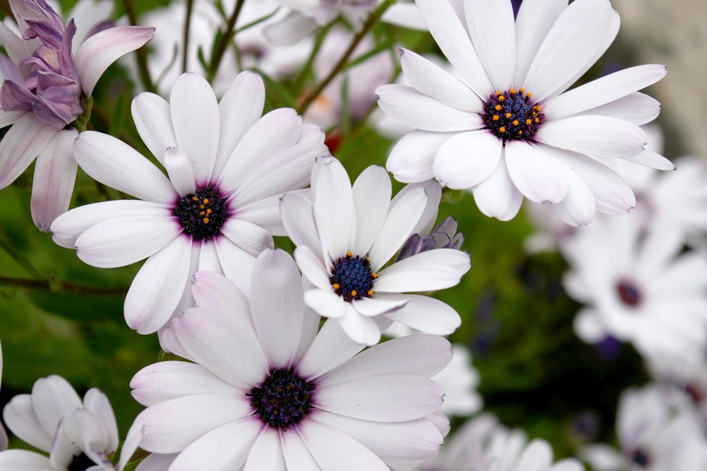 Fiori bianchi ravvicinati che esprimono delicatezza