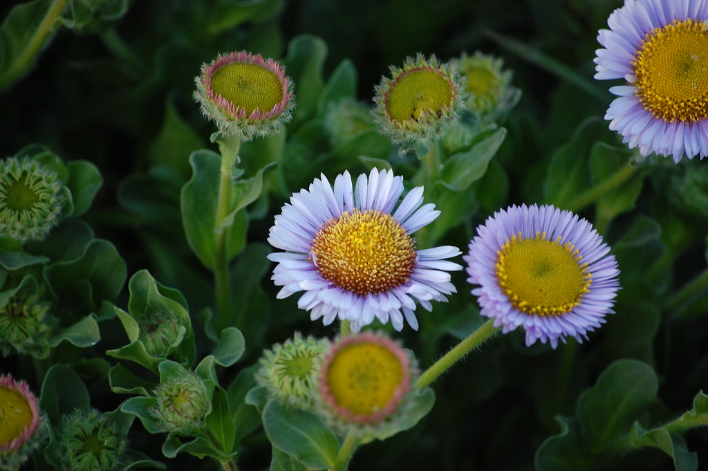 Fiori Che Ricordano Le Margherite Frasibelle It