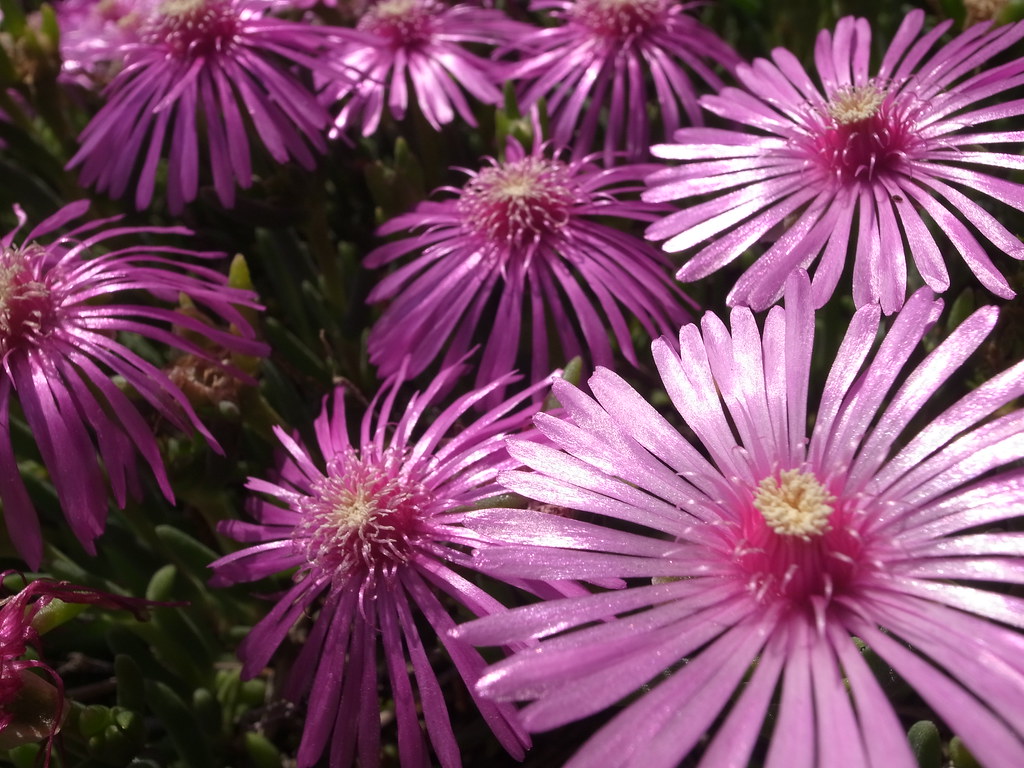 Fiori che sembrano eliche violacee