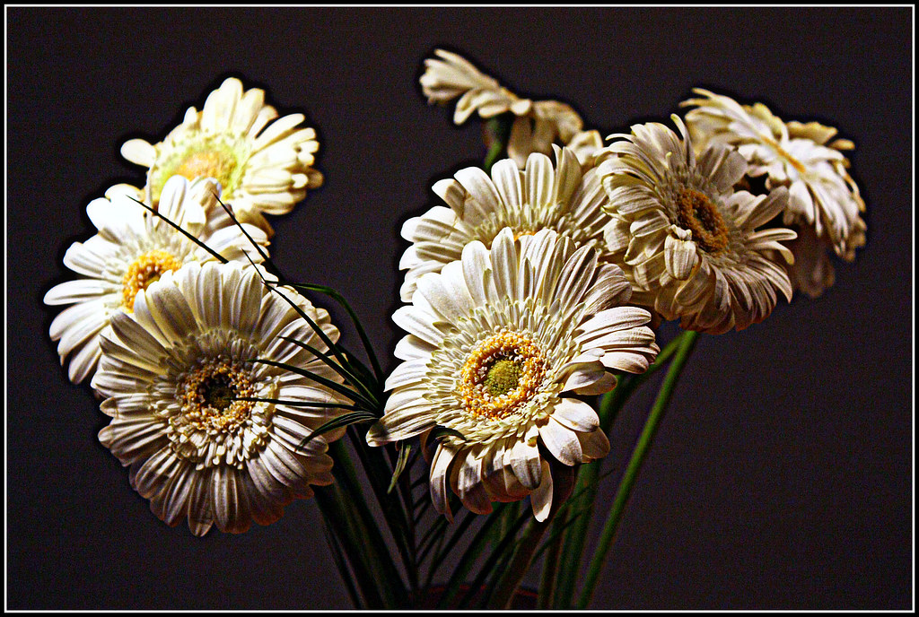 Fiori che sembrano tristi crisantemi