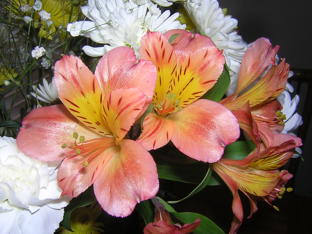 Fiori con petali color salmone