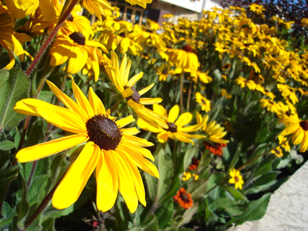 Fiori gialli molto carini anche se parecchio comuni