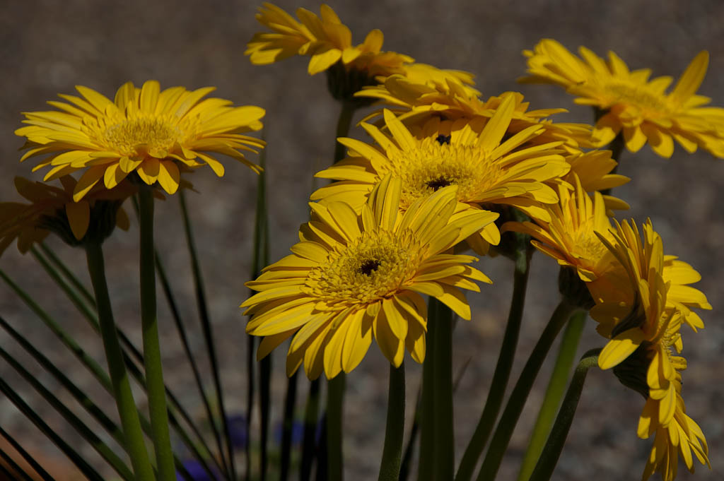 Fiori gialli ravvicinati con scarsità di luce