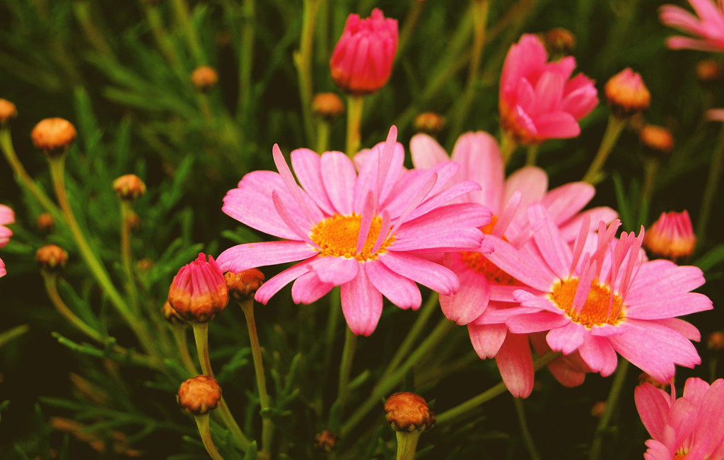 Fiori rosa in campo con tanta erba