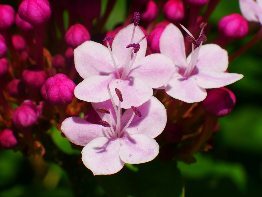 Fiori rosa in mezzo a boccioli fucsia