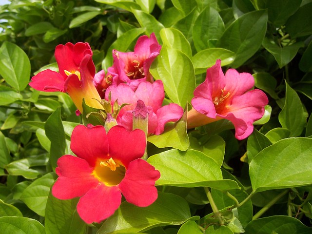 Fiori rossi tra tante belle foglie verdi