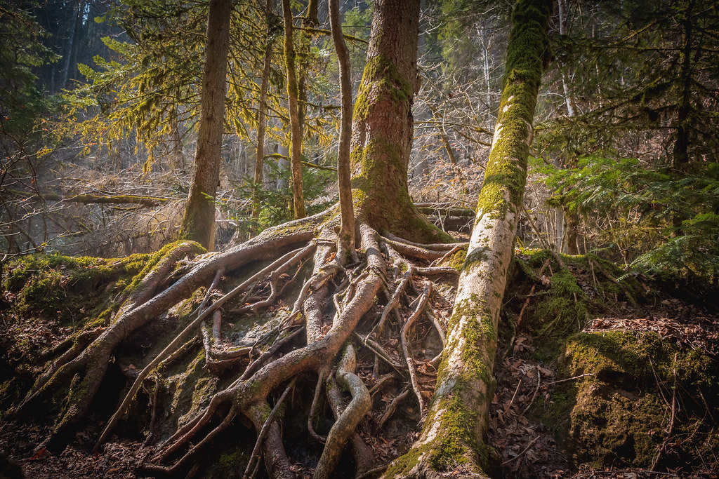 Foresta romantica con alberi dalle grandi radici