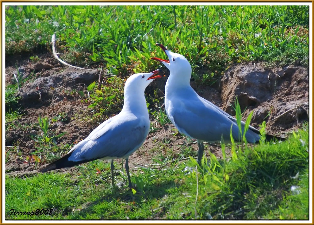 Gabbiani a terra che cinguettano amorevolmente