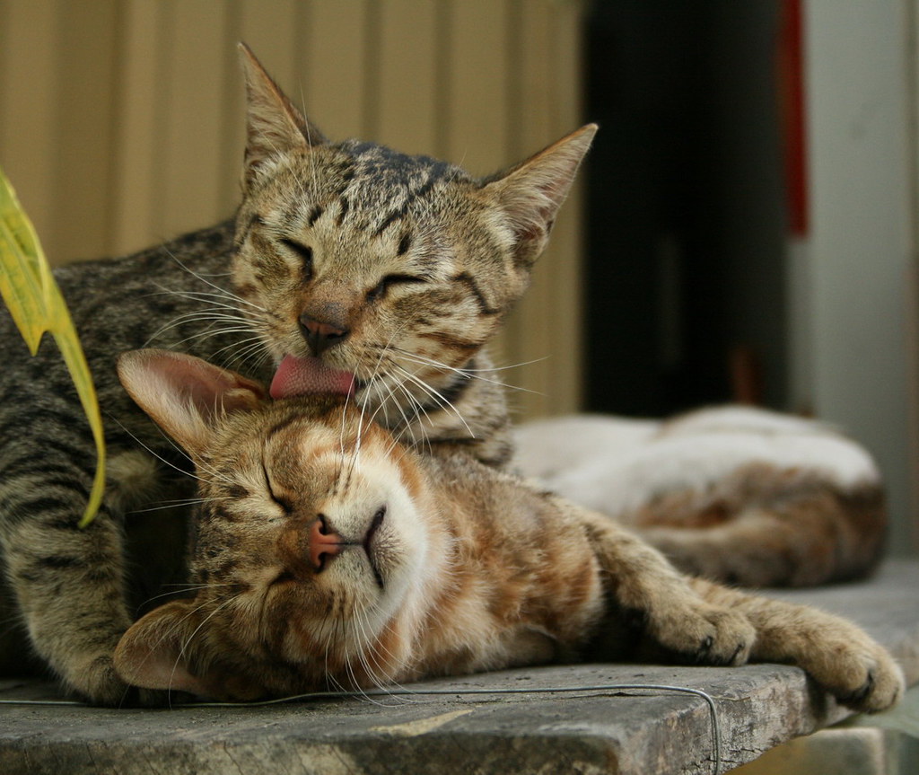 Gatti molto dolci che si fanno le coccole