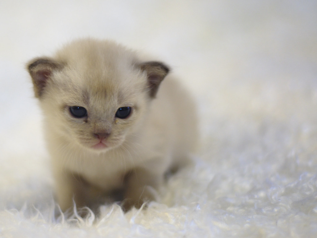 Gattino burmese bellissimo sul bianco che fa tanta tenerezza