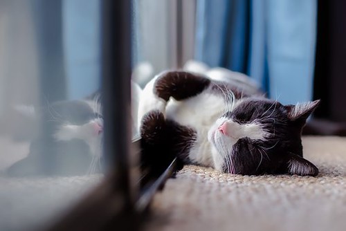 Gattino dolcissimo che dorme su un fianco