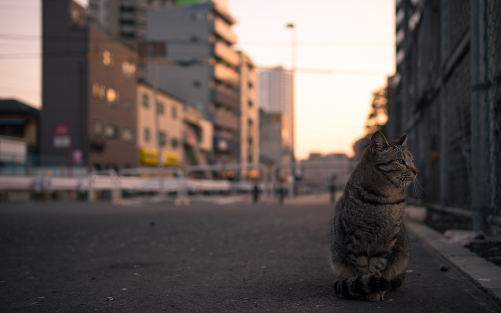 Gattino sulla strada incuriosito da qualche cosa