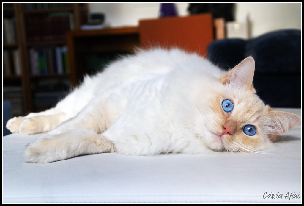 Gatto bianco sul tavolo con un musetto dolce