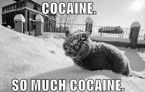 Gatto cocainomane sulla neve che pensa si tratti di droga