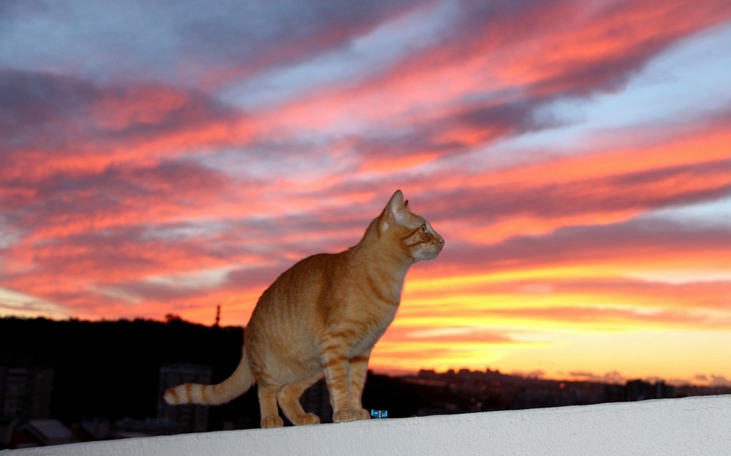 Gatto marroncino che ammira un tramonto come una persona