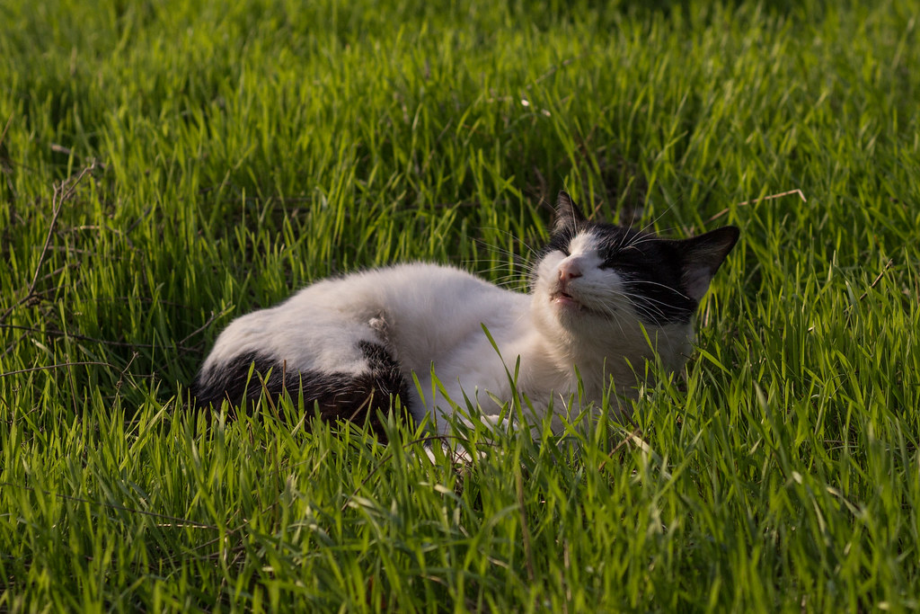 Gatto sdraiato su erba che si gode serenamente il sole