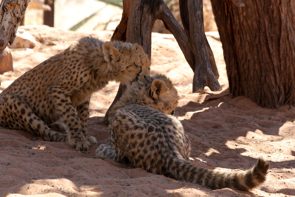 Ghepardi sulla sabbia africana in un momento di tenerezza