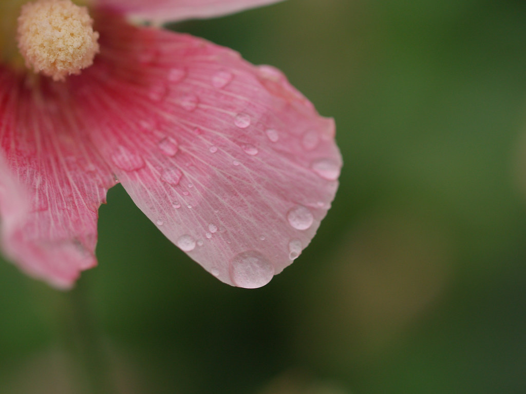 Macro a petalo di fiore rosa con rugiada