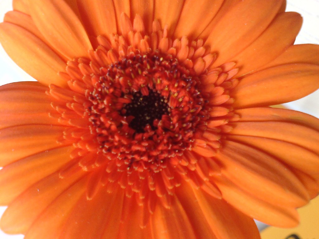 Macro di fiore arancione con parte centrale molto spessa