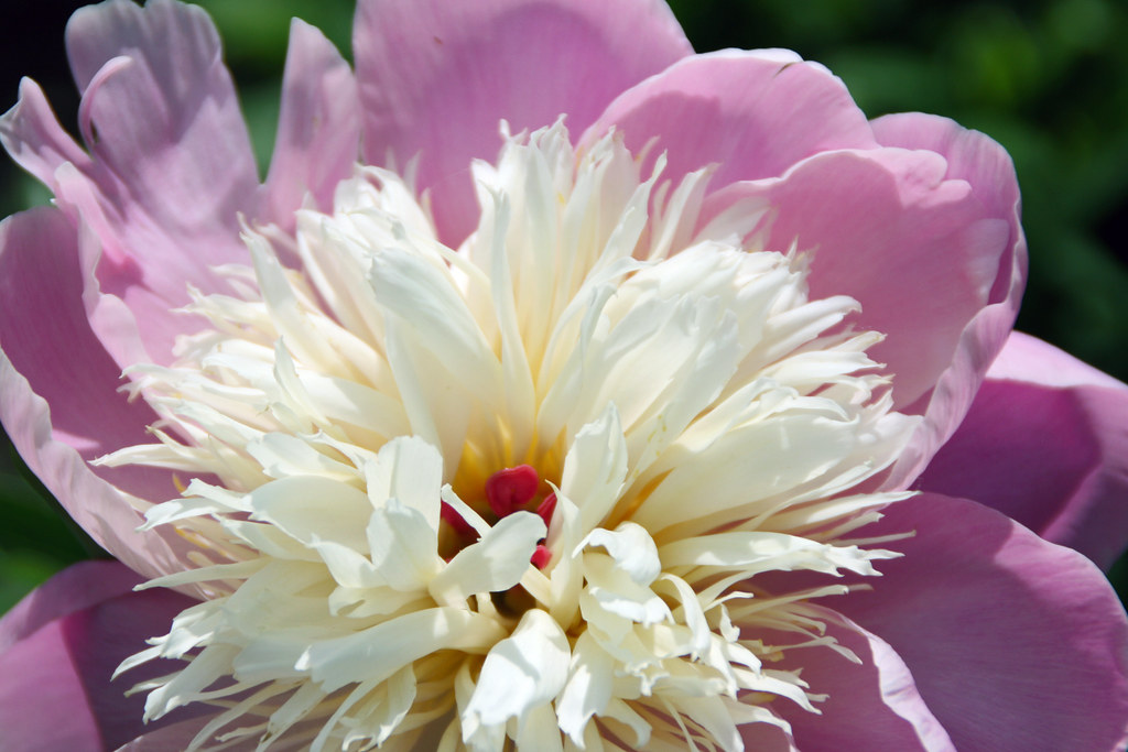 Macro di fiore con moltitudine di petali sottili