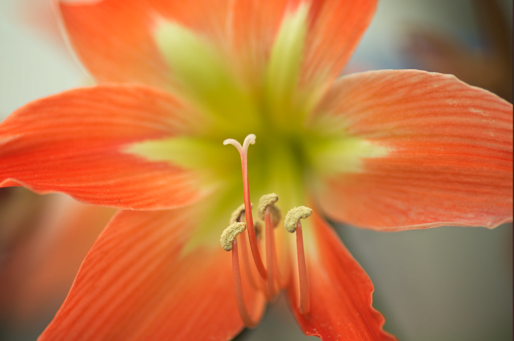 Macro fiore arancione con del verde al centro