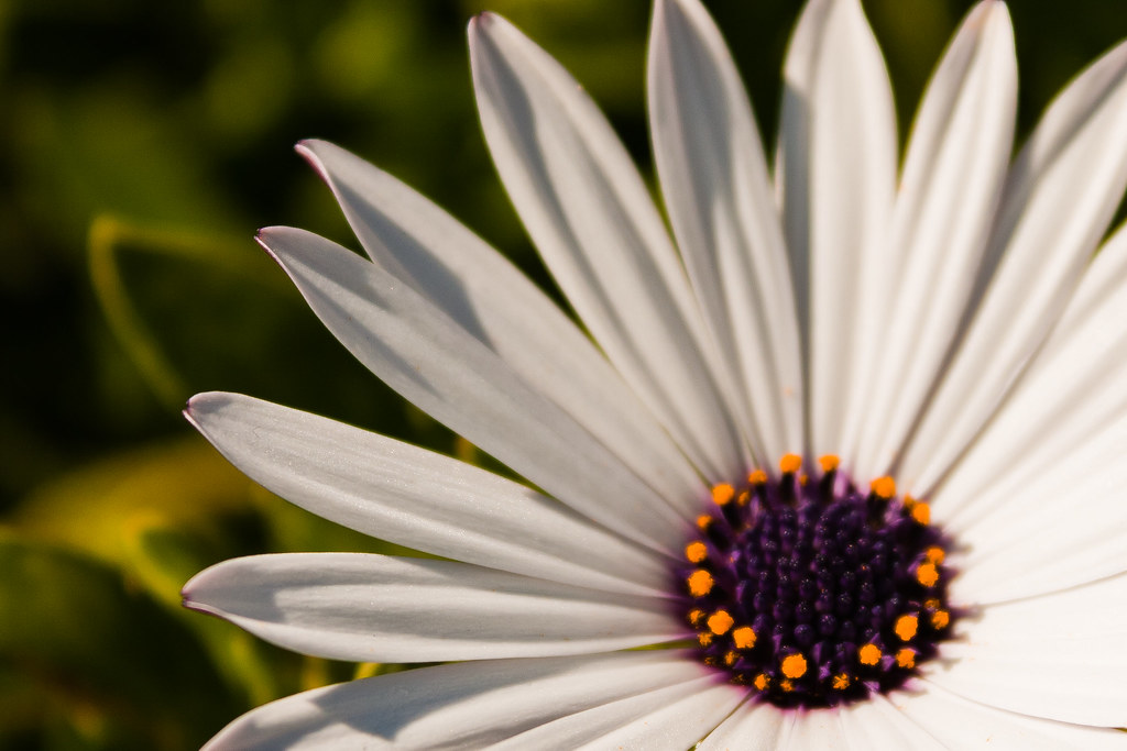 Macro fiore bianco con bellissimi petali allungati