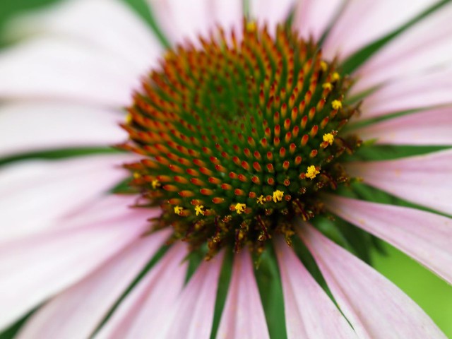 Macro fiore con al centro un reticolato