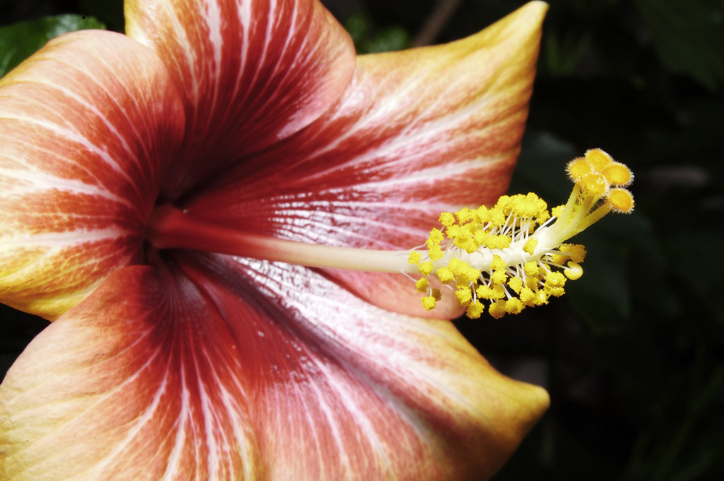 Macro fiore con bellissimi riflessi dorati