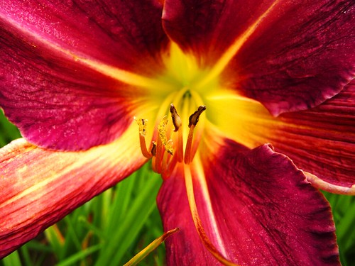 Macro fiore con petali rossi e sfumature gialle