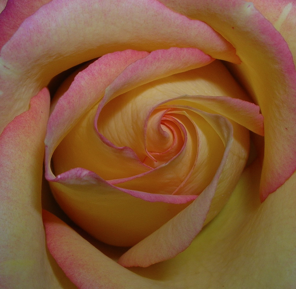 Macro rosa gialla con sfumature rosa