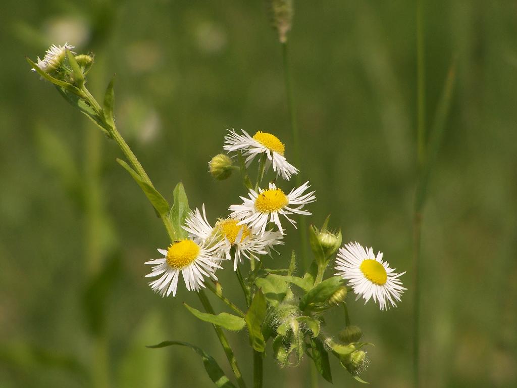 Margherite di campo immerse nel verde